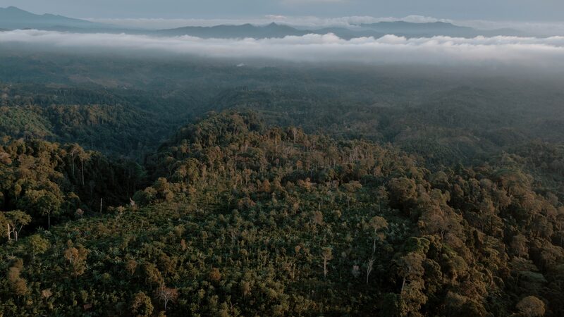 China não contribuirá em fundo florestal liderado pelo Brasil na COP30, dizem fontes China não contribuirá em fundo florestal liderado pelo Brasil na COP30, dizem fontes