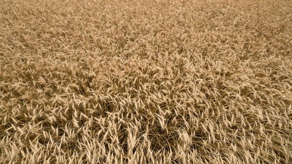 Trigo sube en medio de ataque en el puerto ucraniano y obstáculos a exportación Trigo sube en medio de ataque en el puerto ucraniano y obstáculos a exportación
