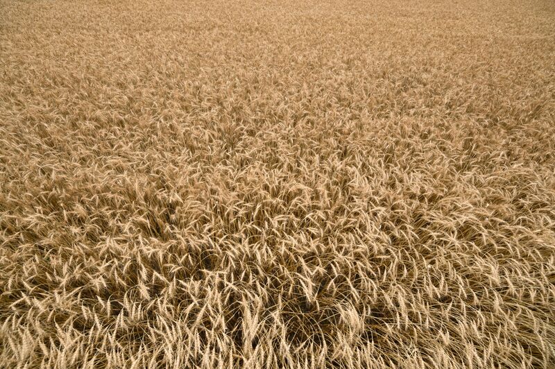 El trigo crece en un campo en Kumagaya, prefectura de Saitama, Japón, el jueves 16 de junio de 2022. El trigo crece en un campo en Kumagaya, prefectura de Saitama, Japón, el jueves 16 de junio de 2022.