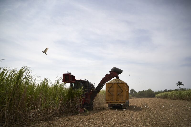 México impone aranceles de hasta 210% al azúcar importado para proteger su industria México impone aranceles de hasta 210% al azúcar importado para proteger su industria