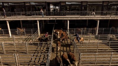 Milei muda regra de 50 anos e libera exportação de gado vivo da Argentina Milei muda regra de 50 anos e libera exportação de gado vivo da Argentina