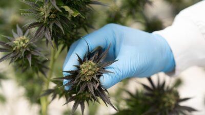 Clever Leaves, firma de cannabis colombiana, abandona Wall Street para priorizar sostenibilidad Clever Leaves, firma de cannabis colombiana, abandona Wall Street para priorizar sostenibilidad