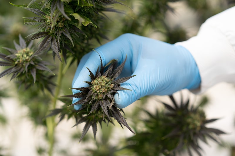 Cannabis en Colombia Cannabis en Colombia