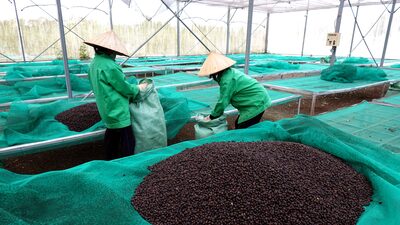 Crise do café: seca no Vietnã afeta produção local e pressiona preço global dos grãos Crise do café: seca no Vietnã afeta produção local e pressiona preço global dos grãos