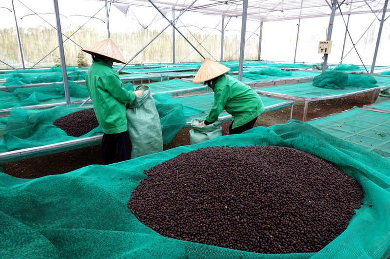 A oferta global ficou mais restrita após problemas de colheita em outros produtores importantes, como o Brasil, e os futuros do robusta em Londres subiram quase 70% no último ano A oferta global ficou mais restrita após problemas de colheita em outros produtores importantes, como o Brasil, e os futuros do robusta em Londres subiram quase 70% no último ano