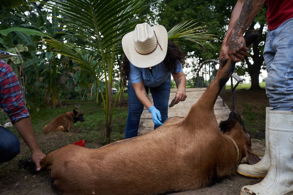 Imatzu applies a topical larvicide to treat the infected goat. Photographer: Mauricio Palos/Bloomberg Imatzu applies a topical larvicide to treat the infected goat. Photographer: Mauricio Palos/Bloomberg