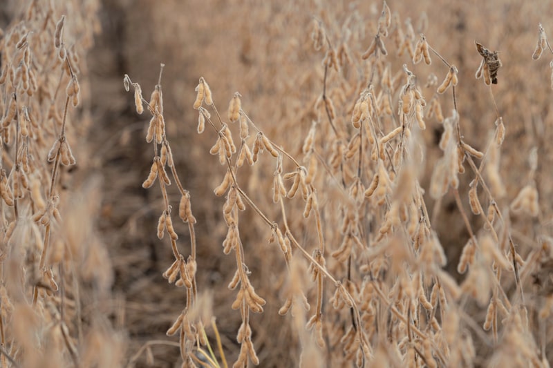 Trump presionará a China para que retome la compra de soja estadounidense. Trump presionará a China para que retome la compra de soja estadounidense.