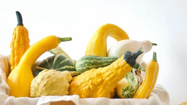 Costos logísticos impidieron a empresa dominicana exportar, esto hizo y vende más Costos logísticos impidieron a empresa dominicana exportar, esto hizo y vende más