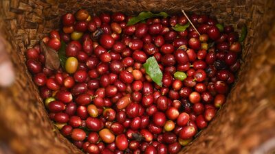 Oferta robusta deve derrubar cotações de café e cacau em 2026, segundo o Rabobank Oferta robusta deve derrubar cotações de café e cacau em 2026, segundo o Rabobank