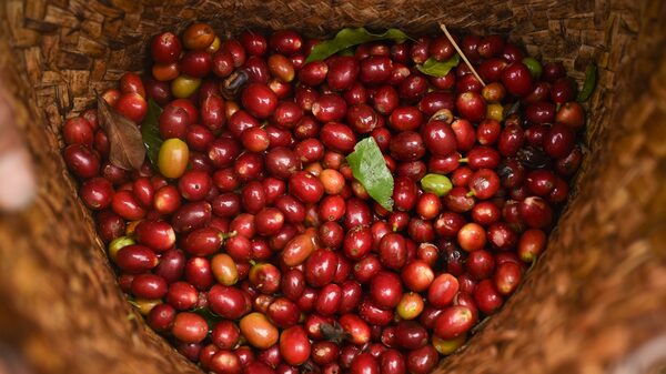 Oferta robusta deve derrubar cotações de café e cacau em 2026, segundo o Rabobank Oferta robusta deve derrubar cotações de café e cacau em 2026, segundo o Rabobank