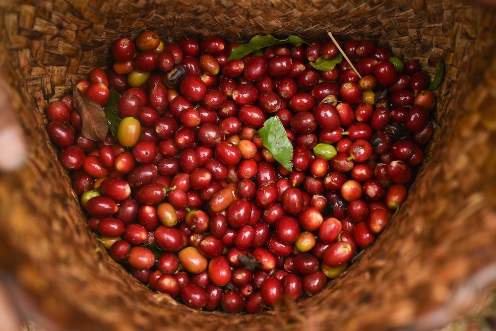 Cerezas de café recién cosechadas en una finca de Huatusco, estado de Veracruz, México. Cerezas de café recién cosechadas en una finca de Huatusco, estado de Veracruz, México.