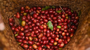 Império invisível do café enfrenta nova era de preços voláteis e tenta se reinventar Império invisível do café enfrenta nova era de preços voláteis e tenta se reinventar