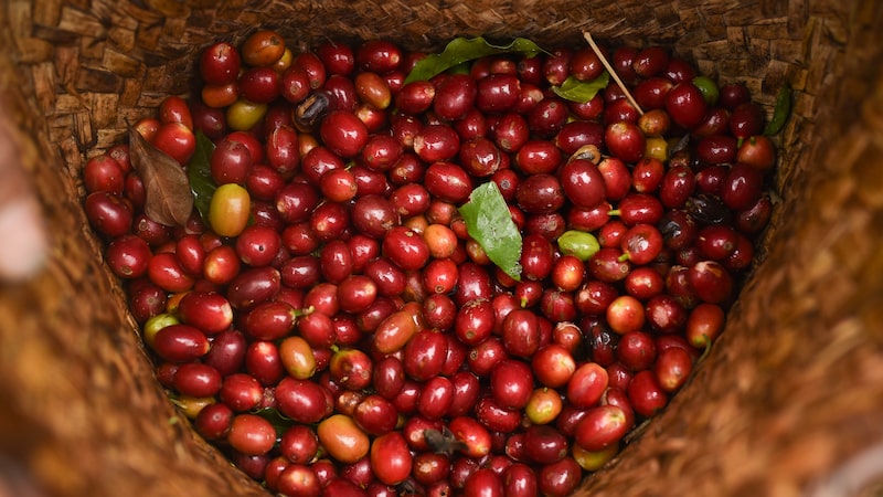 Colheita elevada deve derrubar cotações de café e cacau em 2026, segundo o Rabobank Colheita elevada deve derrubar cotações de café e cacau em 2026, segundo o Rabobank