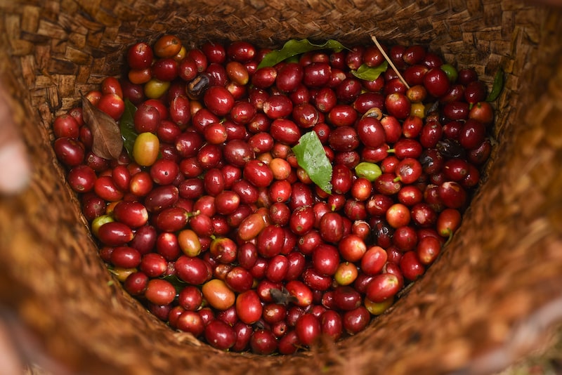 Apesar da queda recente nos preços em relação aos níveis recordes, os preços do café ainda permanecem historicamente altos (Foto: Hector Quintanar/Bloomberg) Apesar da queda recente nos preços em relação aos níveis recordes, os preços do café ainda permanecem historicamente altos (Foto: Hector Quintanar/Bloomberg)