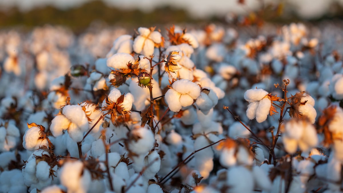 Do campo à vitrine: projeto busca rastrear o algodão de 1 milhão de peças de roupa
