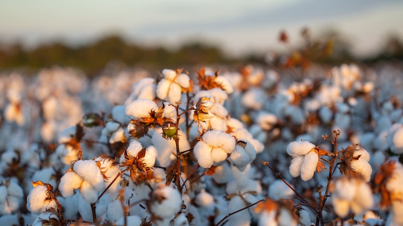 Do campo à vitrine: projeto busca rastrear o algodão de 1 milhão de peças de roupa Do campo à vitrine: projeto busca rastrear o algodão de 1 milhão de peças de roupa