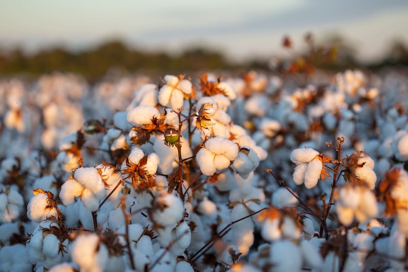 Algodão no ponto de colheita Algodão no ponto de colheita
