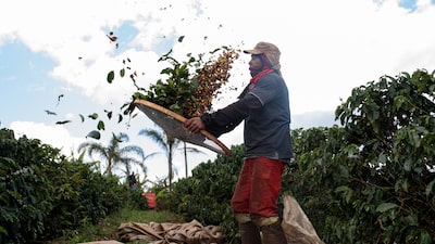 Aranceles de EE.UU. golpean al café brasileño mientras Colombia y Vietnam ganan terreno Aranceles de EE.UU. golpean al café brasileño mientras Colombia y Vietnam ganan terreno
