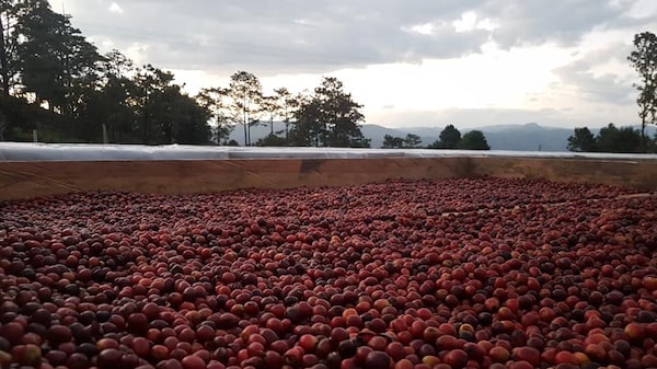 Cómo unos jóvenes desempleados ahora exportan café hondureño a 12 países Cómo unos jóvenes desempleados ahora exportan café hondureño a 12 países