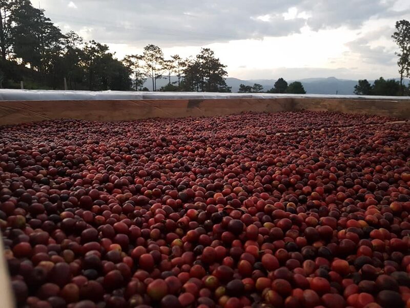 Pacayal Coffee es una empresa hondureña que promueve los negocios directos entre productores y compradores. Pacayal Coffee es una empresa hondureña que promueve los negocios directos entre productores y compradores.