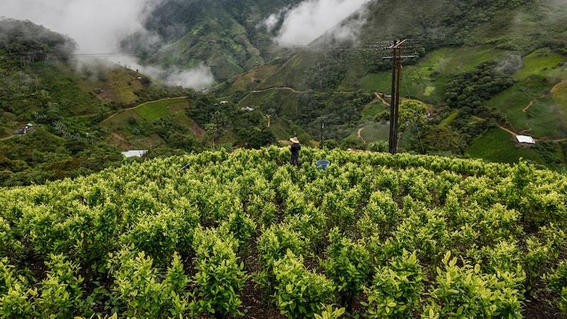 Narcotráfico eleva tensão com EUA e ameaça status da Colômbia na luta antidrogas Narcotráfico eleva tensão com EUA e ameaça status da Colômbia na luta antidrogas