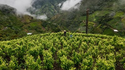 Narcotráfico eleva tensão com EUA e ameaça status da Colômbia na luta antidrogas Narcotráfico eleva tensão com EUA e ameaça status da Colômbia na luta antidrogas