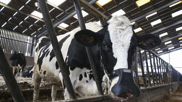 ¿Un cambio sencillo para reducir el impacto climático? Cambia la carne de res ¿Un cambio sencillo para reducir el impacto climático? Cambia la carne de res