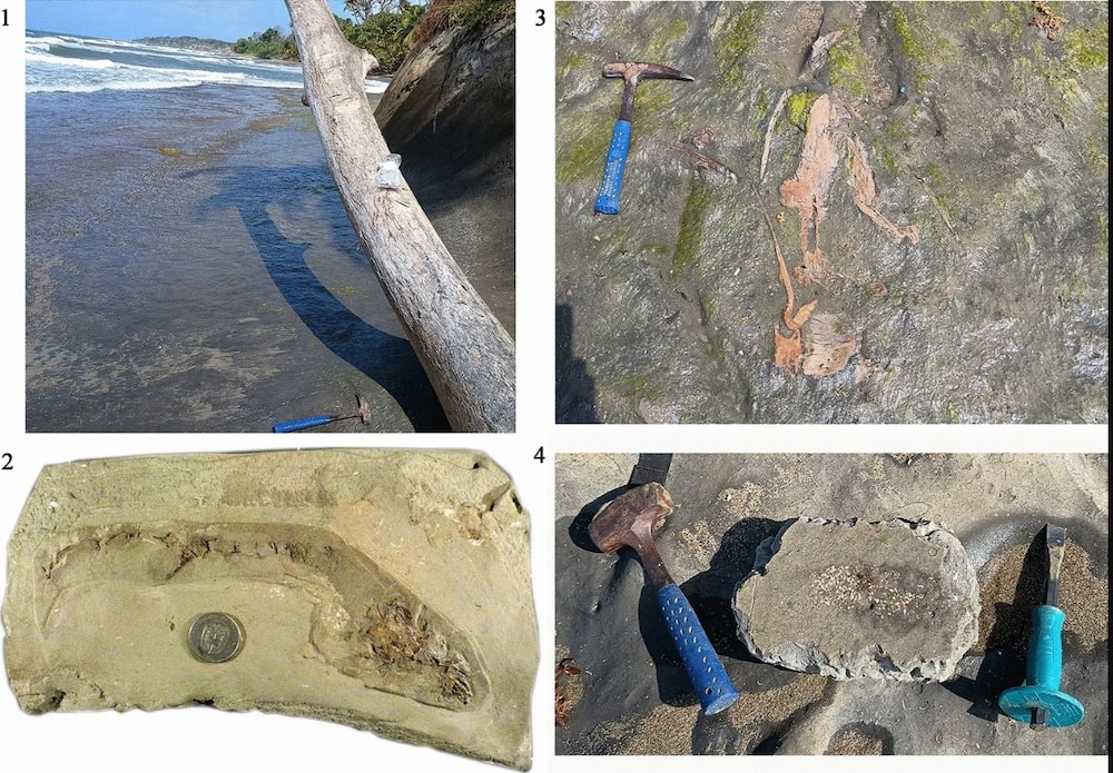 Fósiles de Panamá Fósiles de Panamá