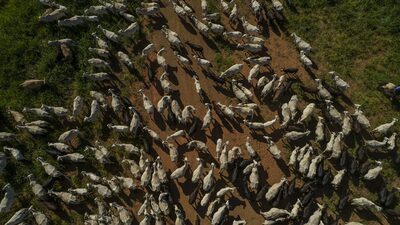 Japón está cerca de abrir su mercado a la carne brasileña, afirma ministro Favaro  Japón está cerca de abrir su mercado a la carne brasileña, afirma ministro Favaro