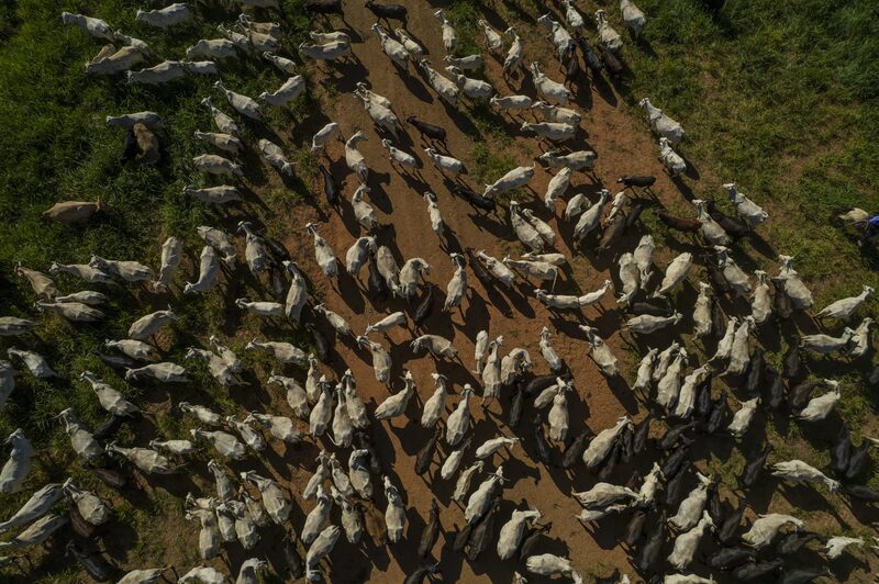 Las negociaciones sobre el mercado de carne se llevaron a cabo con la anterior administración japonesa. Las negociaciones sobre el mercado de carne se llevaron a cabo con la anterior administración japonesa.
