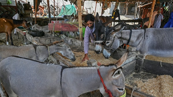 El creciente apetito de China por carne y piel de burro impulsa un nuevo negocio en Pakistán El creciente apetito de China por carne y piel de burro impulsa un nuevo negocio en Pakistán