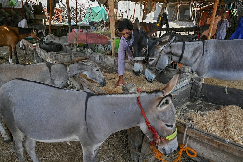 El gusto de China por la carne de burro impulsa un comercio insólito con Pakistán El gusto de China por la carne de burro impulsa un comercio insólito con Pakistán