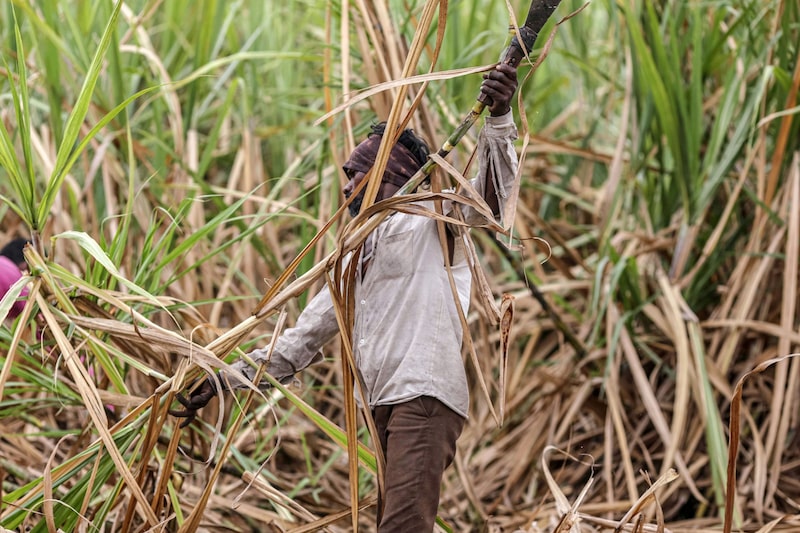 A worker cuts sugarcane by hand during the harvesting of a field in the Jalana district of Maharashtra, India, on Tuesday, March 23, 2021. 2021. India, the worlds second-biggest producer and grappling with massive stockpiles, is set to miss its goal for sugar exports this year because of a late start to shipments and logistical challenges, potentially providing further fuel to the sweetener's blistering rally. Photographer: Dhiraj Singh/Bloomberg A worker cuts sugarcane by hand during the harvesting of a field in the Jalana district of Maharashtra, India, on Tuesday, March 23, 2021. 2021. India, the worlds second-biggest producer and grappling with massive stockpiles, is set to miss its goal for sugar exports this year because of a late start to shipments and logistical challenges, potentially providing further fuel to the sweetener's blistering rally. Photographer: Dhiraj Singh/Bloomberg