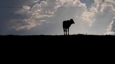 Banks to Refuse Loans to Meatpackers that Trade Beef Linked to Amazon Deforestation Banks to Refuse Loans to Meatpackers that Trade Beef Linked to Amazon Deforestation