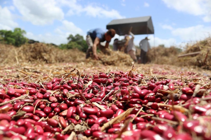 Productores de granos básicos en El Paraíso, departamento al oriente de Honduras. Productores de granos básicos en El Paraíso, departamento al oriente de Honduras.