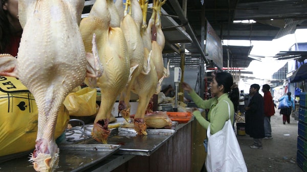Precios de pollo de Brasil se disparan por mayor demanda ante guerra en Ucrania Precios de pollo de Brasil se disparan por mayor demanda ante guerra en Ucrania