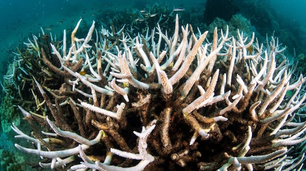 El Niño regresa con otra dura advertencia El Niño regresa con otra dura advertencia