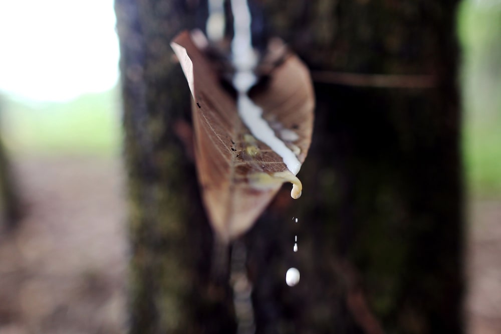 Gotas de látex de un pico en un árbol de caucho en una plantación adyacente a la fábrica Thai Hua Rubber Pcl en Samnuktong, provincia de Rayong, Tailandia, el jueves 30 de mayo de 2013. Gotas de látex de un pico en un árbol de caucho en una plantación adyacente a la fábrica Thai Hua Rubber Pcl en Samnuktong, provincia de Rayong, Tailandia, el jueves 30 de mayo de 2013.