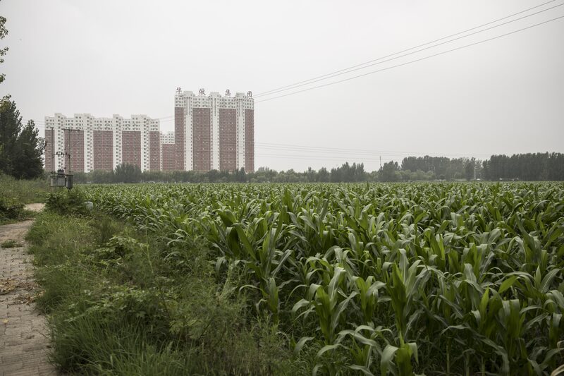 Plantação de milho na China Plantação de milho na China