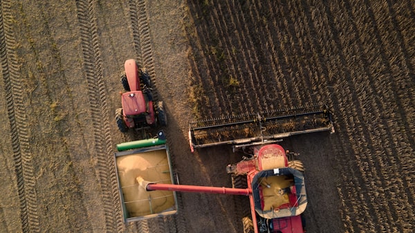 Precio de soja por las nubes: zafra en Uruguay supera previsiones y estos millones dejará Precio de soja por las nubes: zafra en Uruguay supera previsiones y estos millones dejará