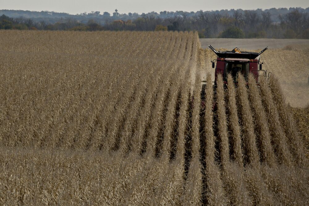 El maíz se cosecha en un campo (Foto: Bloomberg) El maíz se cosecha en un campo (Foto: Bloomberg)
