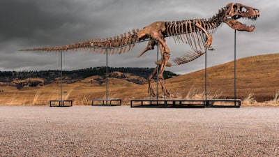 Sotheby’s subastará el “T. rex más valioso” por hasta US$30 millones Sotheby’s subastará el “T. rex más valioso” por hasta US$30 millones