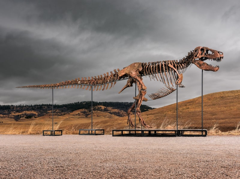 Tiranousario rex Tiranousario rex