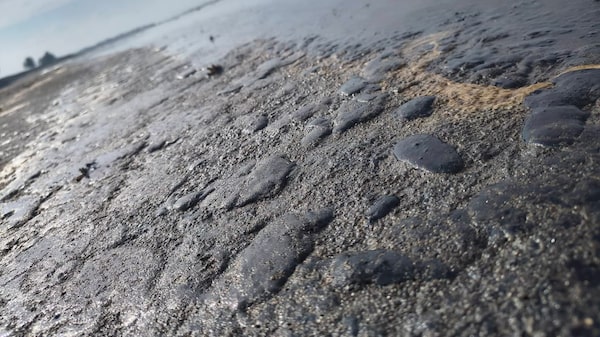 Organizaciones señalan que derrame petrolero comenzó en un ducto de Pemex; Sheinbaum investiga si hay fugas Organizaciones señalan que derrame petrolero comenzó en un ducto de Pemex; Sheinbaum investiga si hay fugas