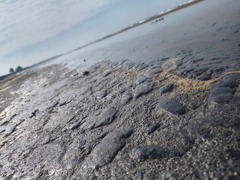 Cortesía: Red Corredor Arrecifal del Golfo de México 2 Cortesía: Red Corredor Arrecifal del Golfo de México 2