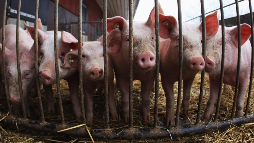 ASSISTA: Uma iminente crise de dióxido de carbono no Reino Unido pode provocar escassez de carne suína em supermercados britânicosFonte: Bloomberg ASSISTA: Uma iminente crise de dióxido de carbono no Reino Unido pode provocar escassez de carne suína em supermercados britânicosFonte: Bloomberg