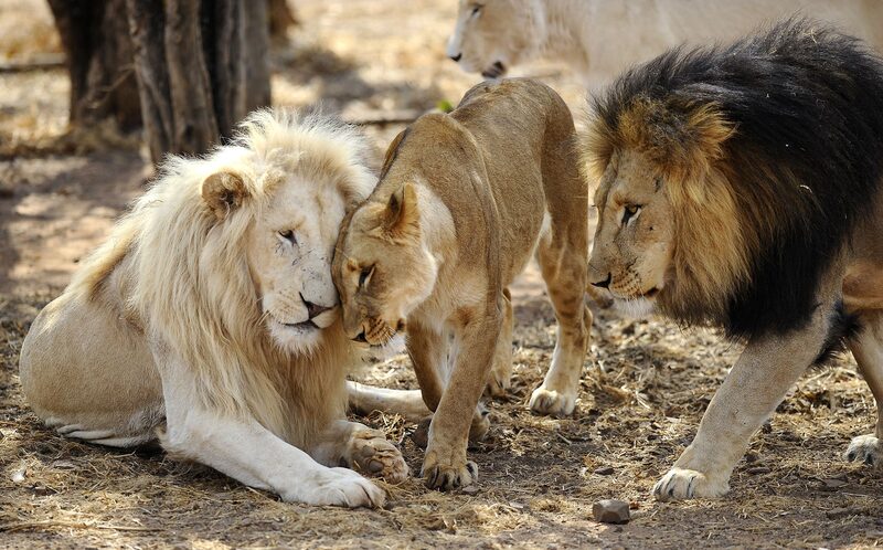 Leones en el Entabeni Safari Conservancy en Limpopo, a 300 kilómetros de Johannesburgo Leones en el Entabeni Safari Conservancy en Limpopo, a 300 kilómetros de Johannesburgo