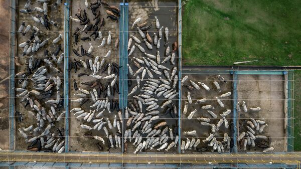 Estado de NY processa JBS, maior produtora de carne do mundo, por impacto no clima Estado de NY processa JBS, maior produtora de carne do mundo, por impacto no clima