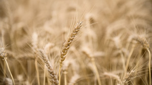 Inflación mundial de alimentos toma un respiro con caída del precio del trigo Inflación mundial de alimentos toma un respiro con caída del precio del trigo