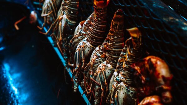 El costo social de la langosta espinosa, el ‘oro del mar’ de Honduras y Nicaragua El costo social de la langosta espinosa, el ‘oro del mar’ de Honduras y Nicaragua